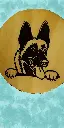 malinois.webp
